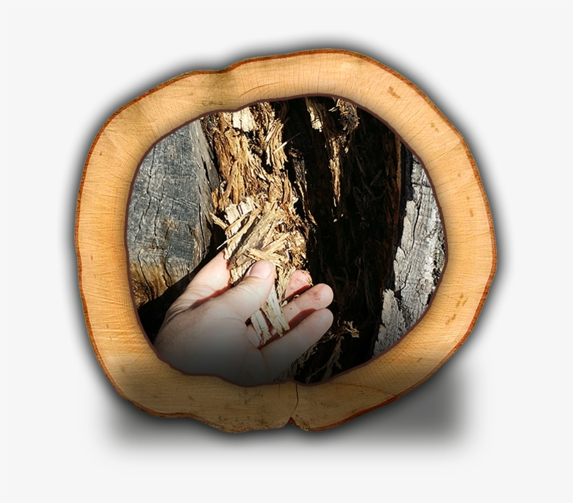 Consultations & Hazardous Tree Risk Assessment, transparent png download