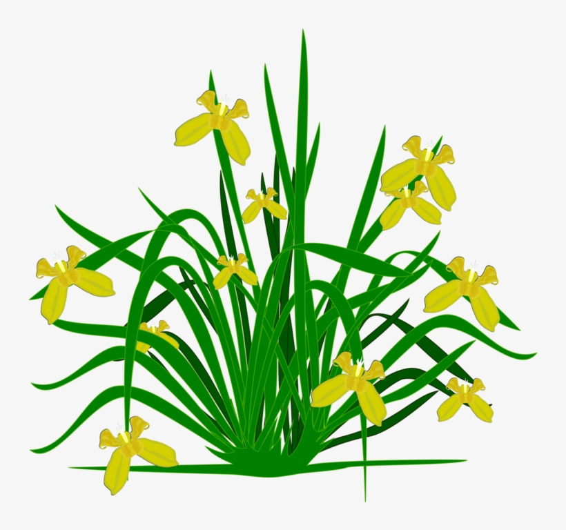 Bearded Iris Flowering Plant Plants Shrub - Flowers Plants Clip Arts, transparent png download