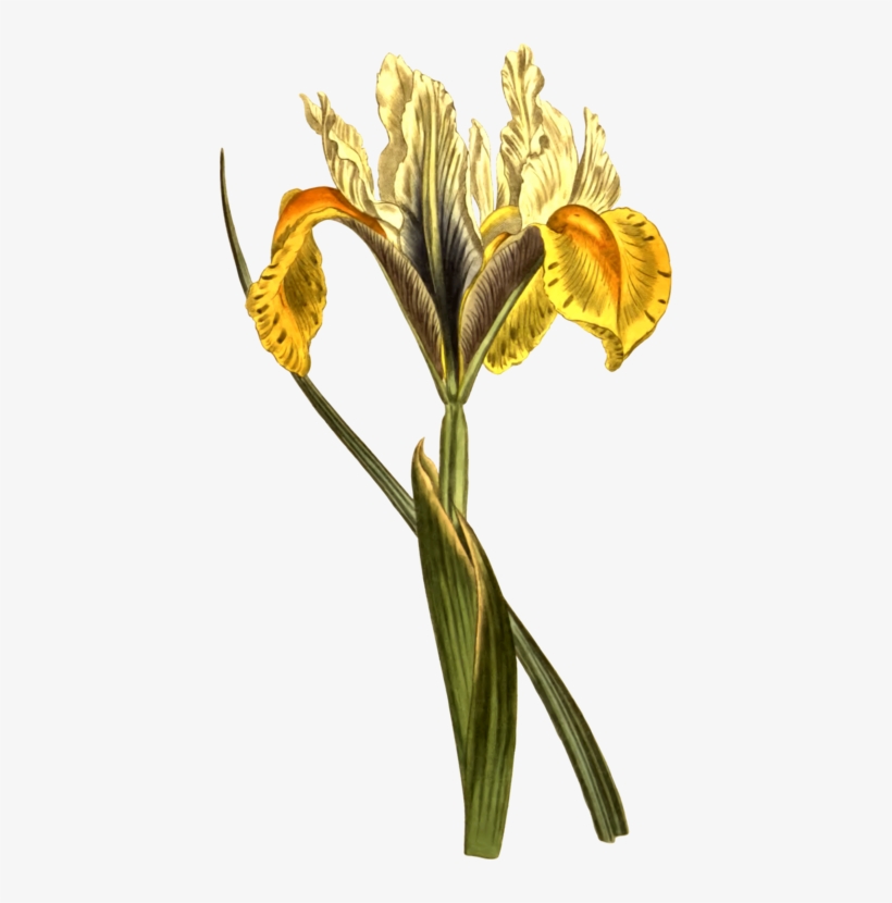Curtis's Botanical Magazine Botany Iris Lusitanica - Botanical Drawing Of Yellow Iris, transparent png download