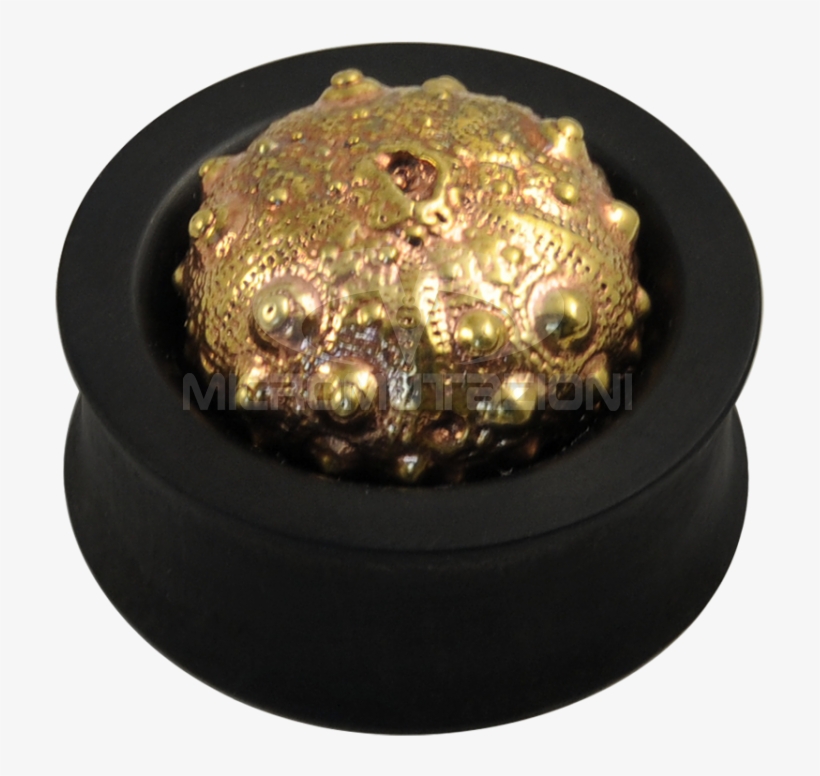 Ebony Plug With Brass Exoskeleton Sea Urchin Ear - Brass, transparent png download