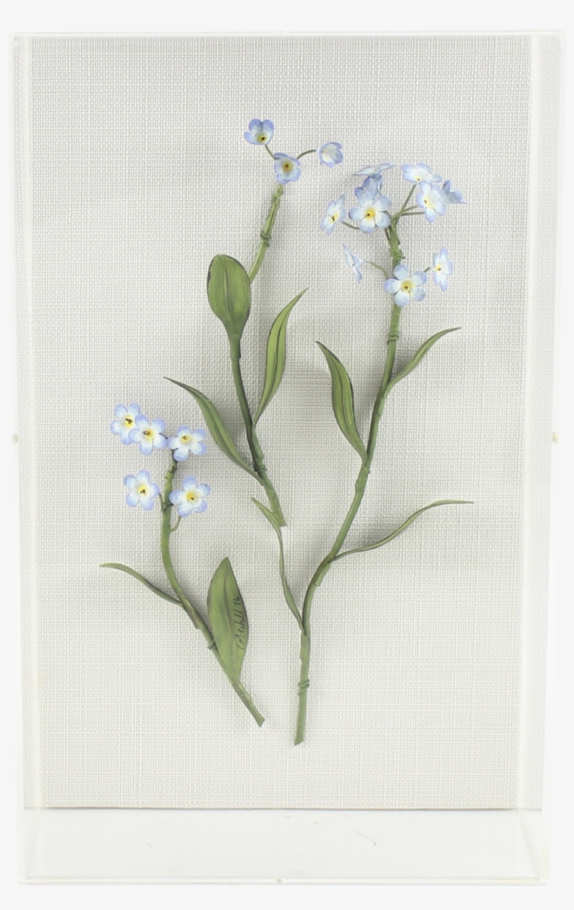 Forget Me Not - Alpine Forget-me-not, transparent png download