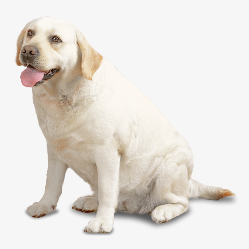 Lubią Ludzi Oraz Bawić Się - Labrador Retriever, transparent png download