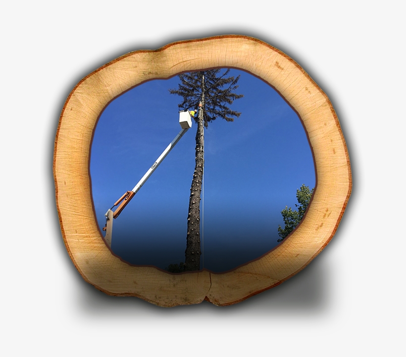 Tree Removal - Wood, transparent png download