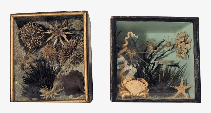 A Rare Pair Of 19th Taxidermy Ocean Dioramas - Picture Frame, transparent png download
