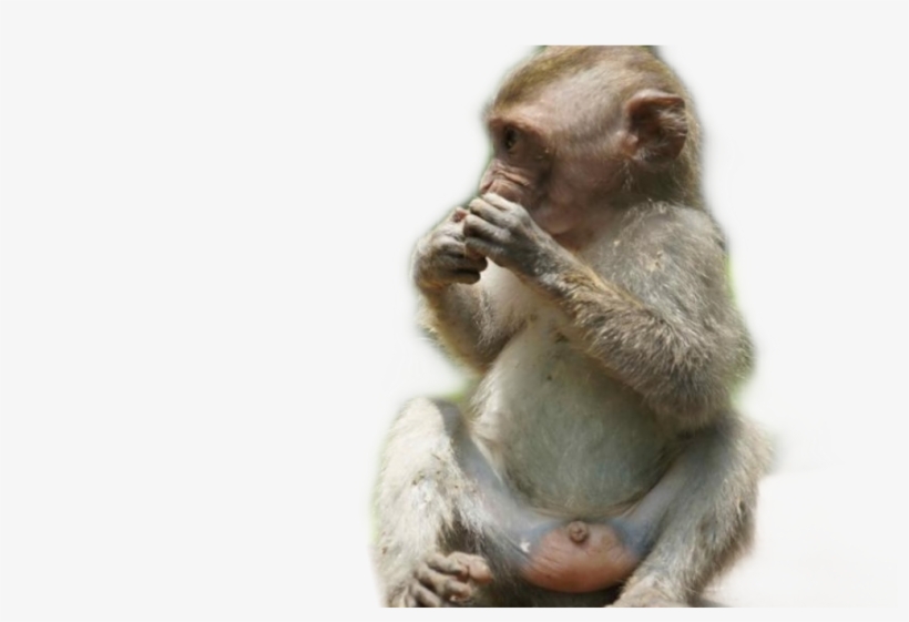 Report Abuse - Common Chimpanzee, transparent png download