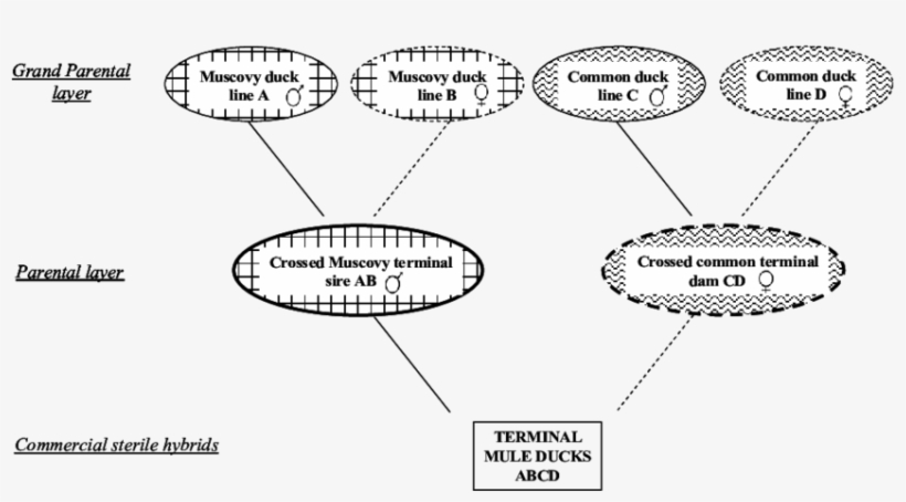 The Mule Four Way Cross Breeding Scheme - Four Way Cross Breeding, transparent png download