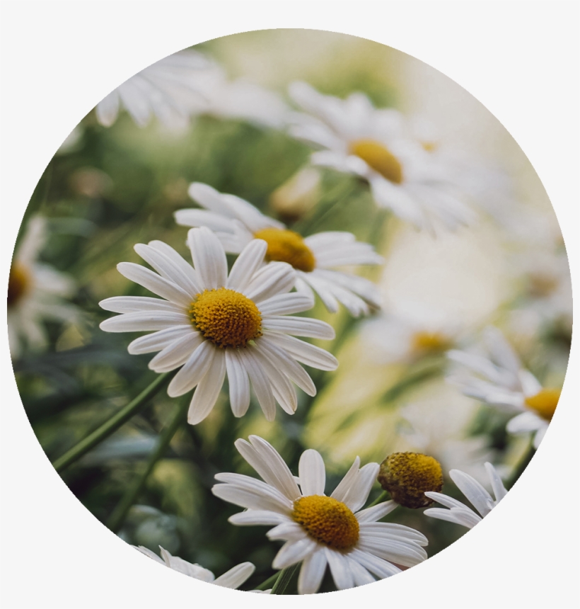 Chamomile, transparent png download