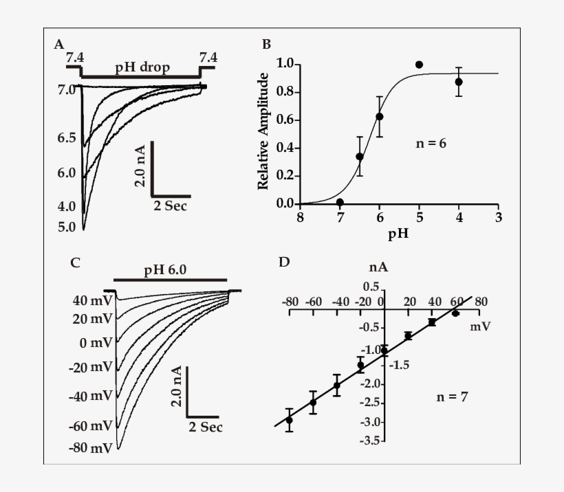 Electrophysiological Properties Of Asics In Cultured - Diagram, transparent png download
