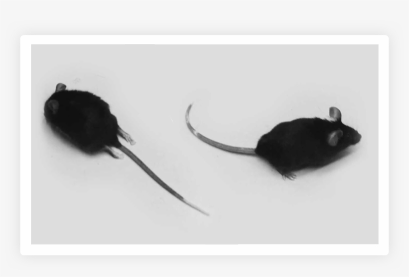 Computing New Treatment For Multiple Sclerosis - Meadow Jumping Mouse, transparent png download
