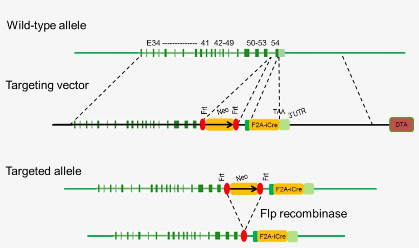 B Col2a1 Icre Mice - Diagram, transparent png download