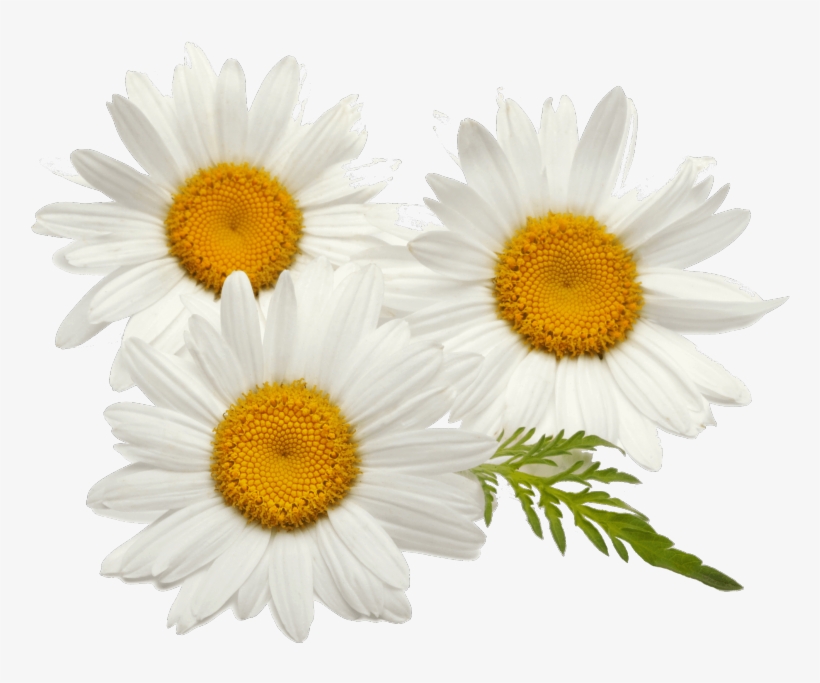 Find Out More - Chamomile Flowers, transparent png download