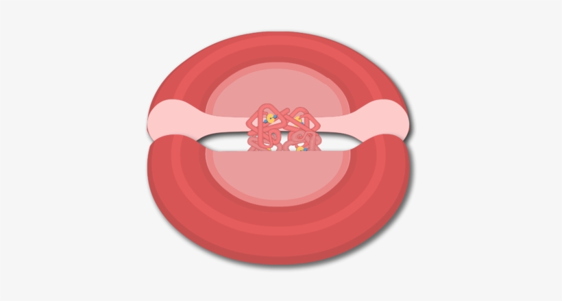 Molecules Clipart Oxygen - Circle, transparent png download