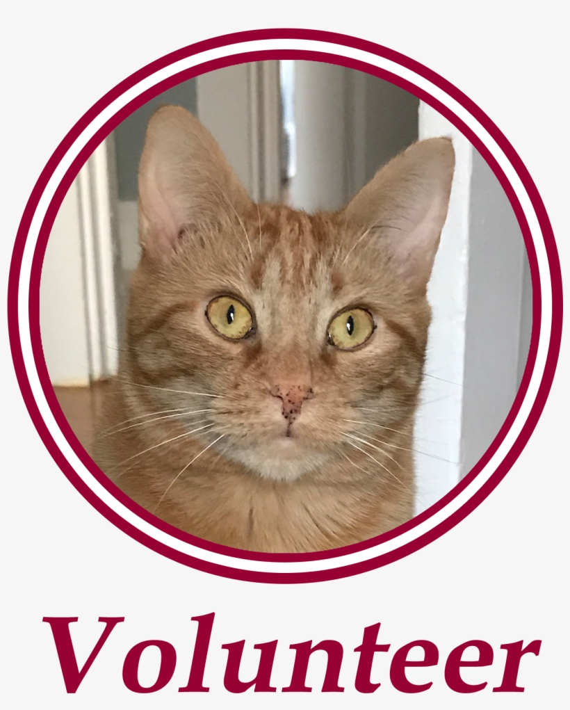 Paws Is An All Volunteer, Non Profit Animal Welfare - Domestic Short-haired Cat, transparent png download