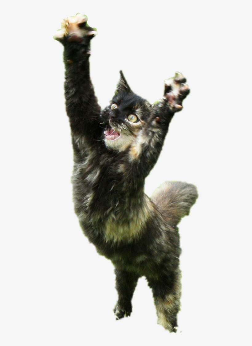 Cat Yawns, transparent png download
