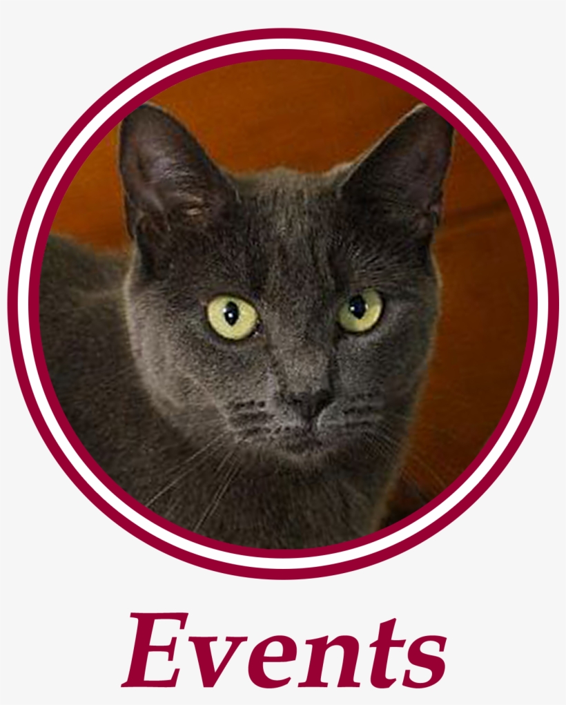 Paws Is An All Volunteer, Non Profit Animal Welfare - Black Cat, transparent png download
