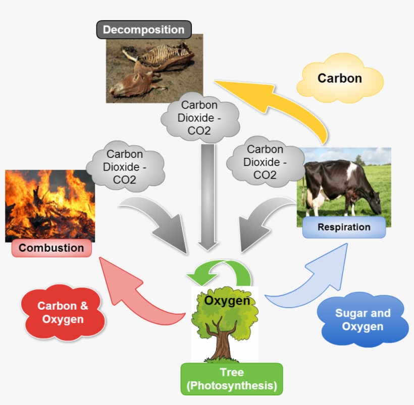 Untitled Sugar And Oxygen Carbon & Oxygen Carbon Dioxide - Large Fire, transparent png download