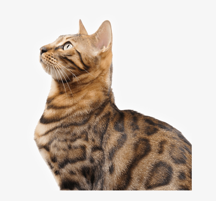 We Treat Cats And Dogs - Cat Translator, transparent png download
