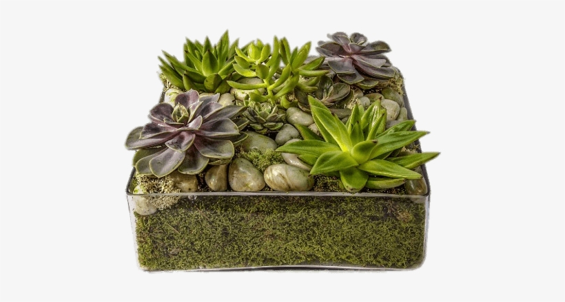 Download - Flowerpot, transparent png download