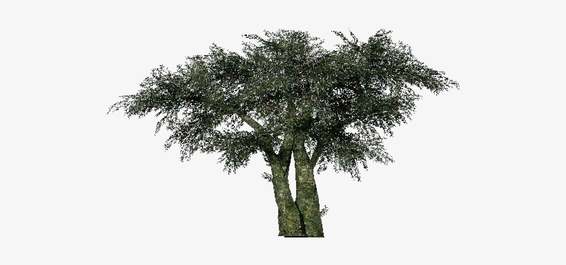 Mexican Pinyon, transparent png download