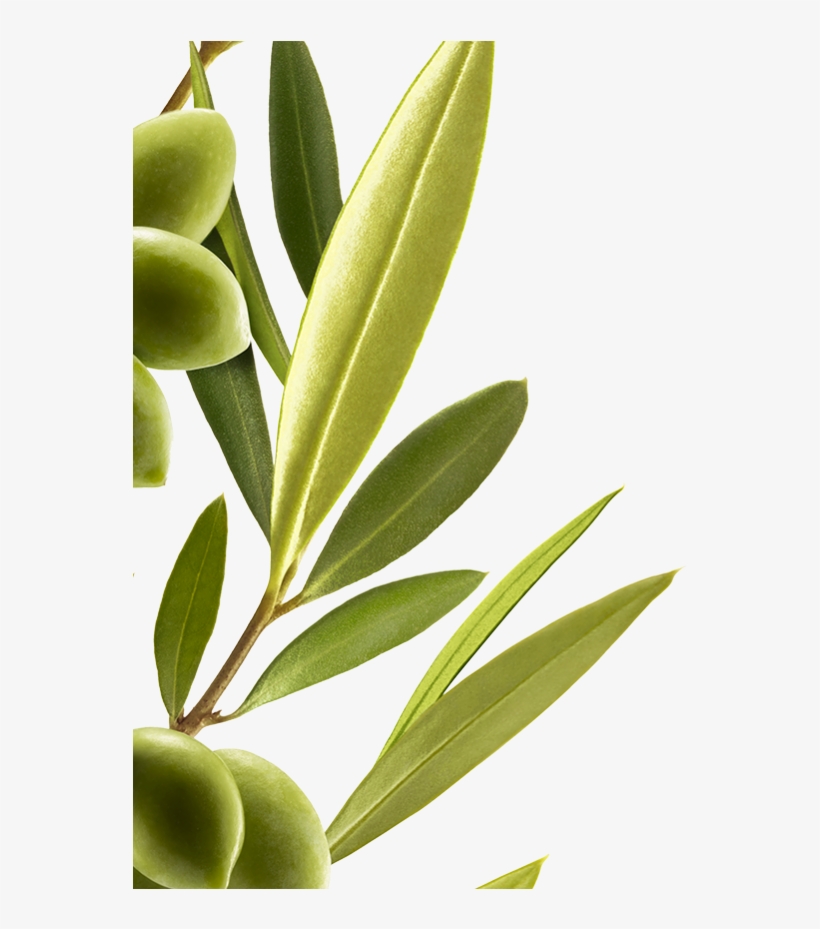 Ritual With Essential Olive Extract - Russian Olive, transparent png download
