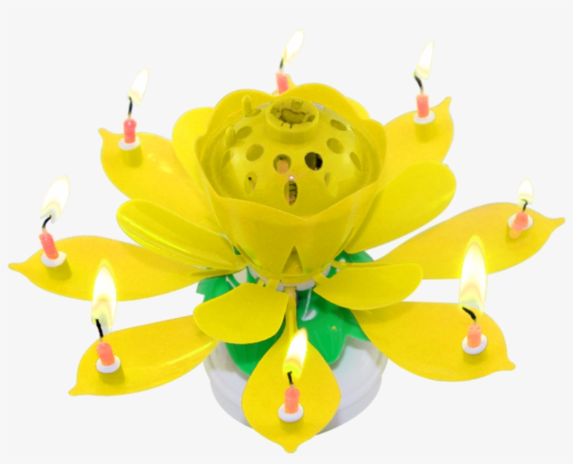 Hot Selling Colorful Lotus New Design Colorful Unique - Lily Family, transparent png download