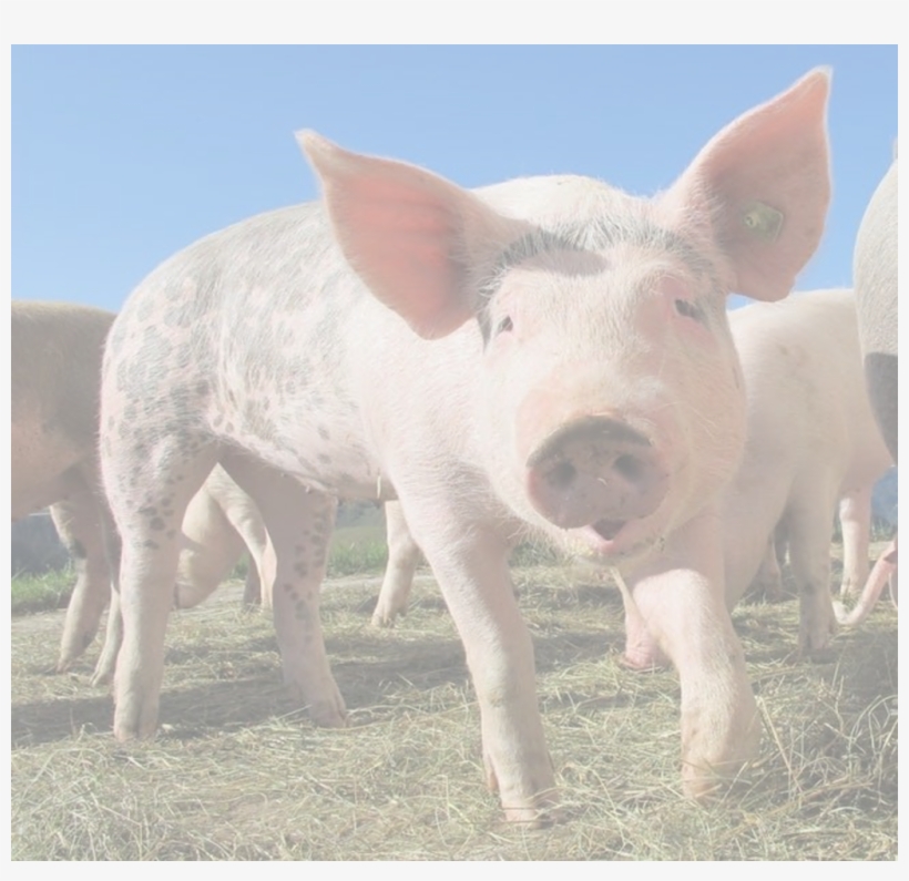 Custom-made Human Organs - Cute Pigs, transparent png download