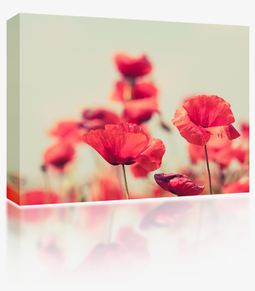 Peaceful Backgrounds With Flowers, transparent png download