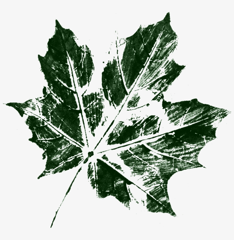Free Download - Maple Leaf, transparent png download