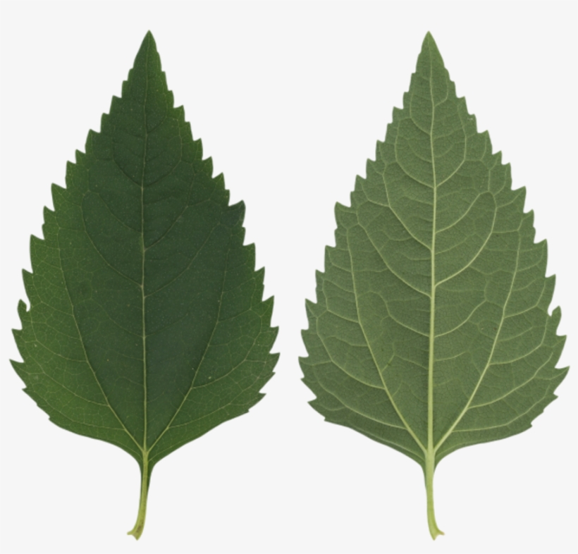 Leaf - Sweet Birch, transparent png download