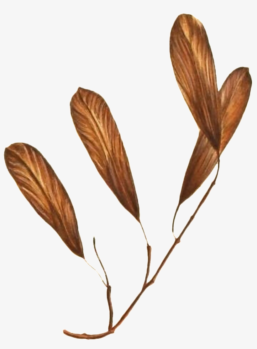 Hand Painted Four Leaves Of Branches Transparent Plant - Planta De Hojas Cafes, transparent png download