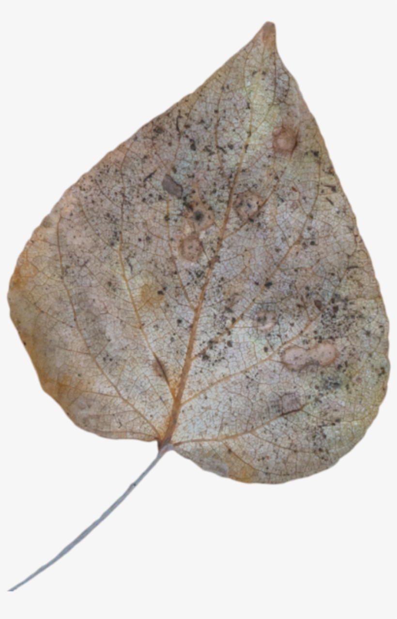 Leaf Fall Dead - Maple, transparent png download