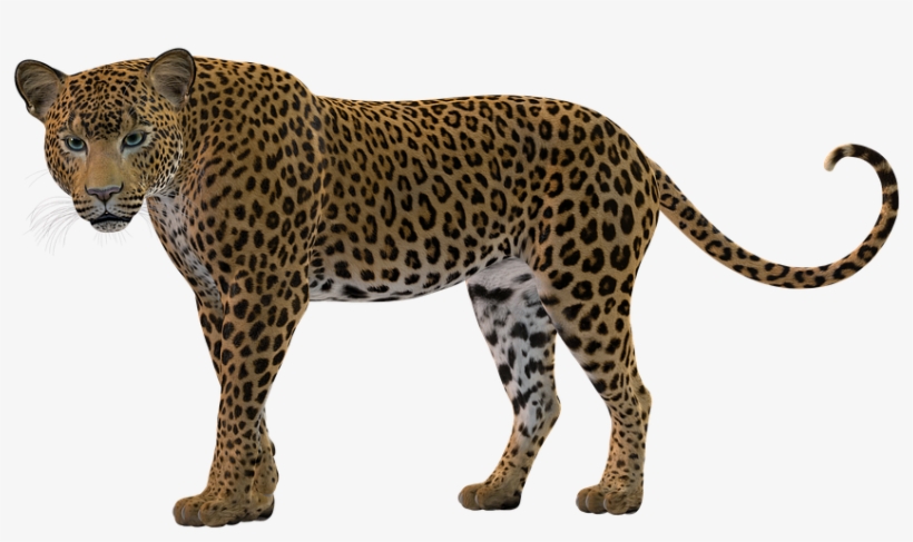 Big Cat, Rendering, Leopard, Predator - Snow Leopard Silhouette, transparent png download