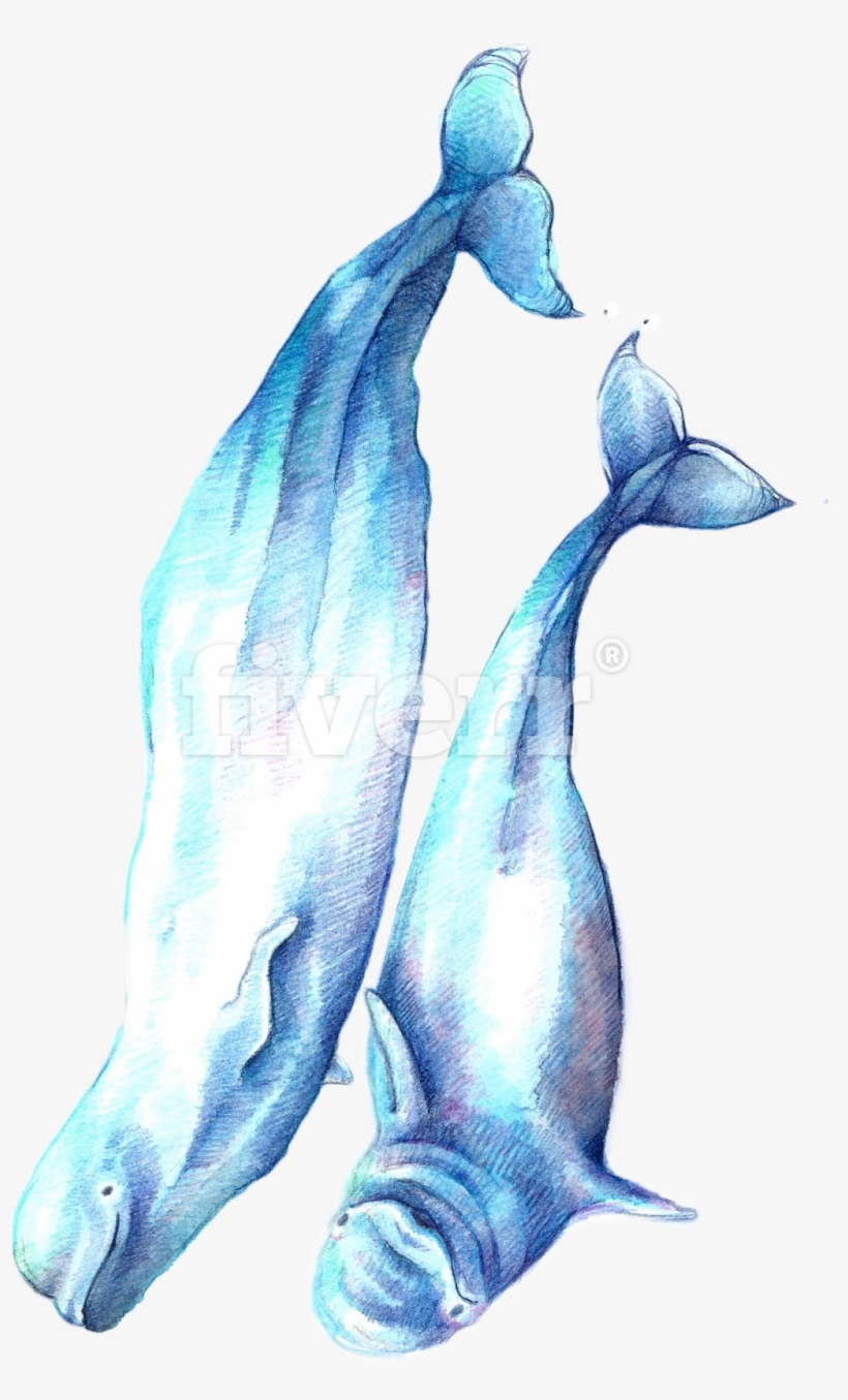 Sketch, transparent png download