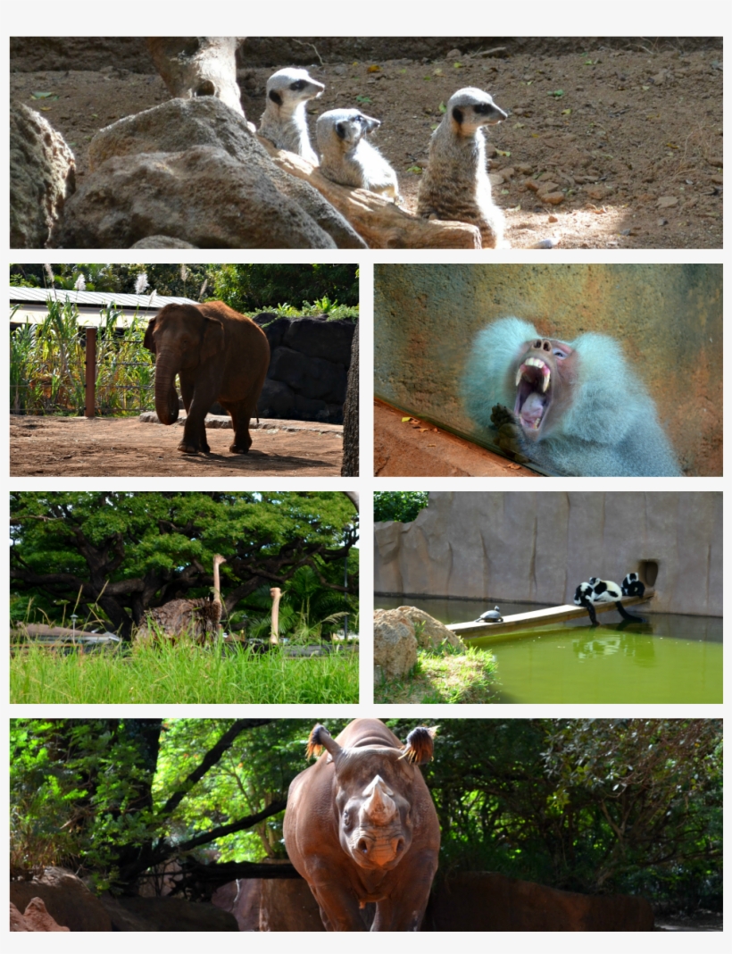 Los Animales - Indian Elephant, transparent png download