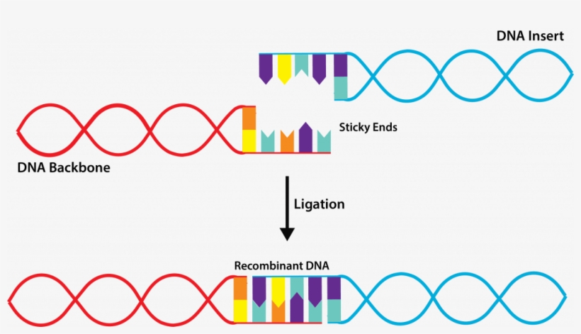 Ligation - - Diagram, transparent png download
