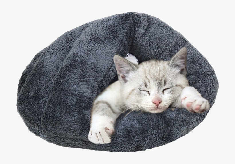 sleeping cat bed