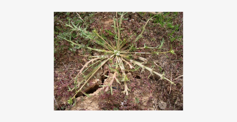 (b) - Pond Pine, transparent png download