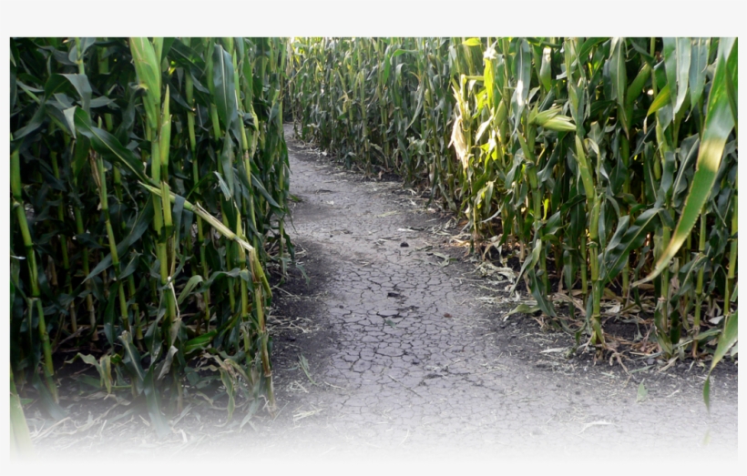 Slider-002 - Sugarcane, transparent png download