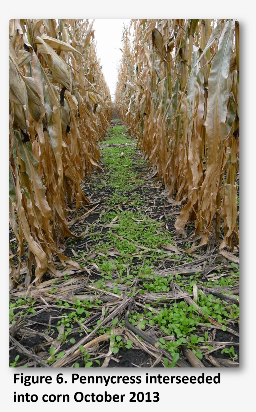 Pennycress Weed Suppression Pennycress Interseeded - Pennycress Crop, transparent png download