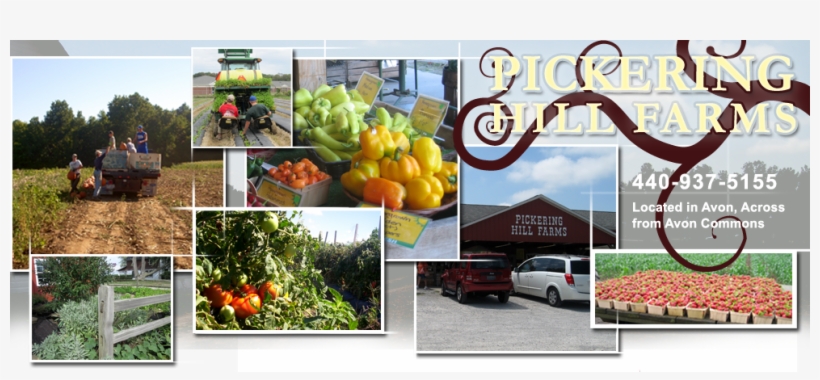 Pumpkin Patch - Hill Farms Ohio, transparent png download