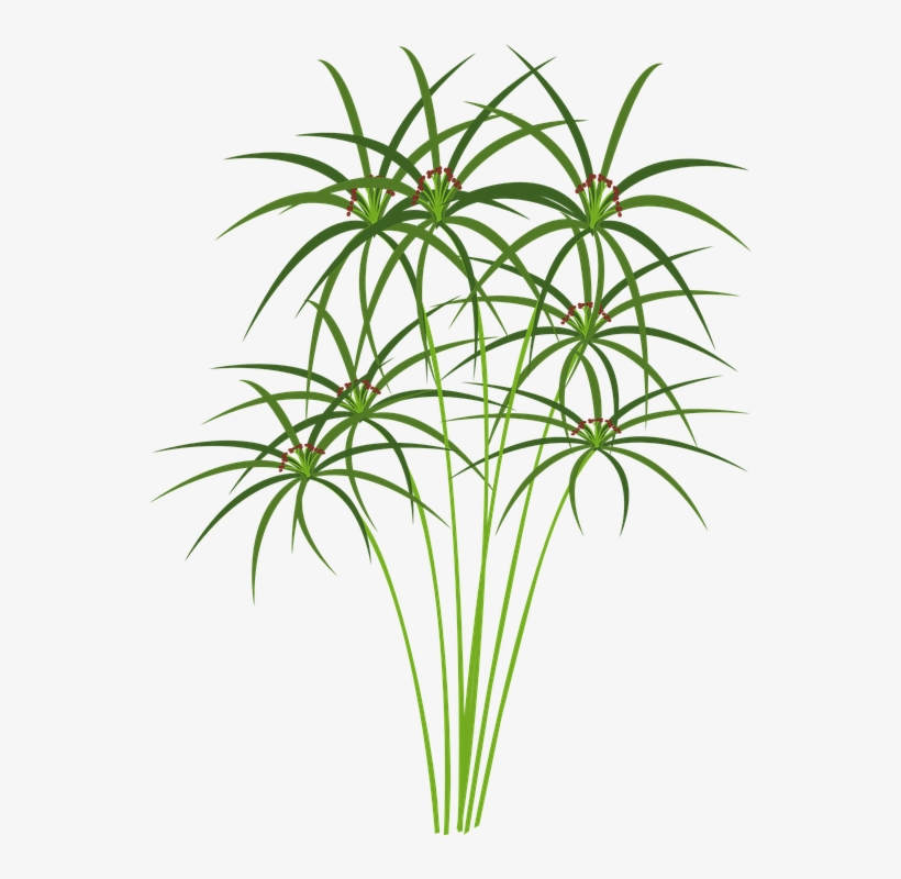 Plantas Png Gratis, transparent png download
