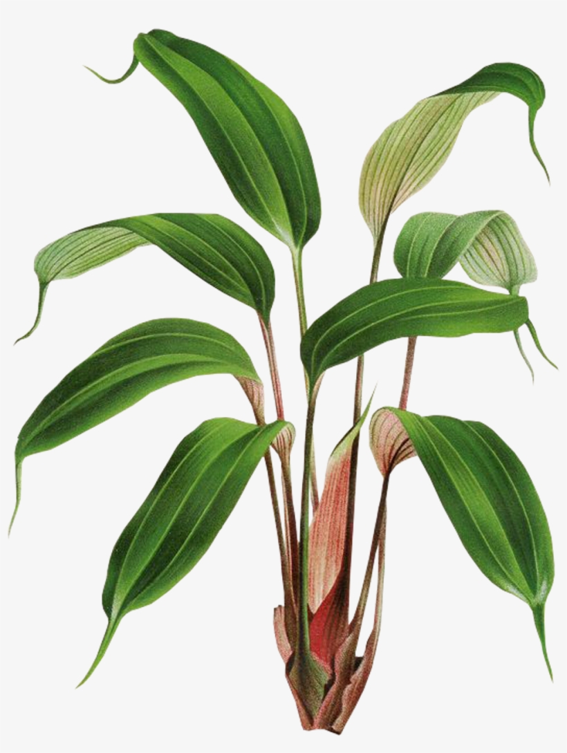 Plantas Sticker - Botany, transparent png download
