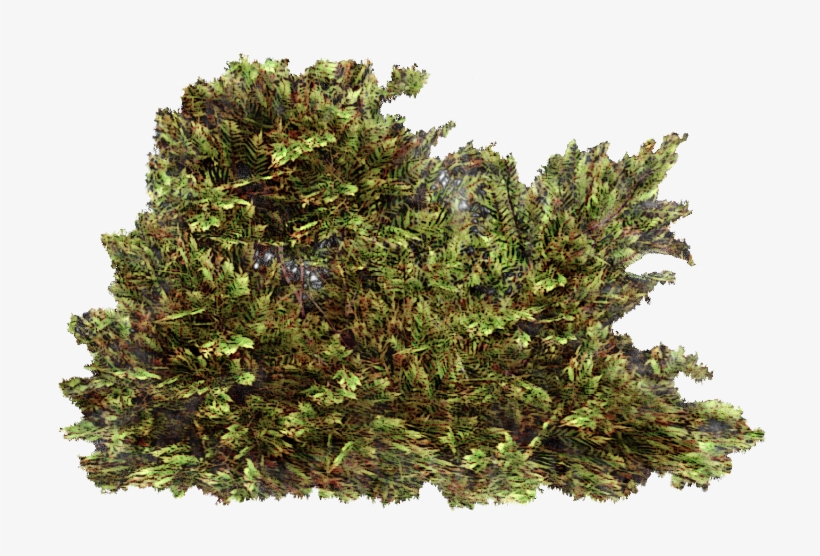 Evergreen, transparent png download