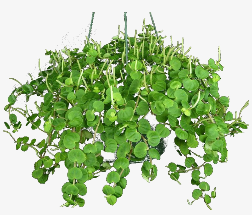 Arbustos Follaje Y Plantas Verdes, transparent png download