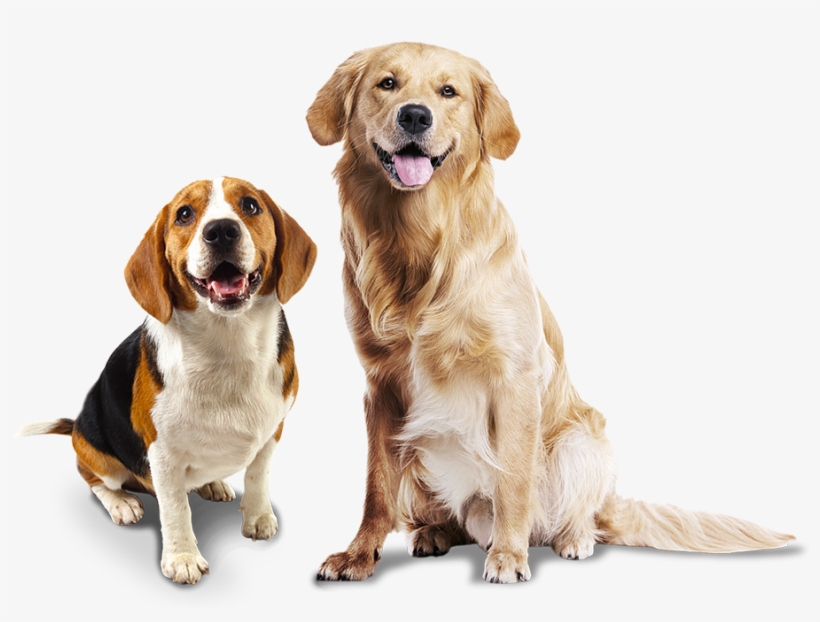 Confira Nossas Marcas De Produtos Para Cães - Animal Photo White Background, transparent png download