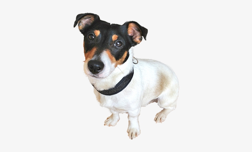 Saiba - Cachorro De Rua Png, transparent png download
