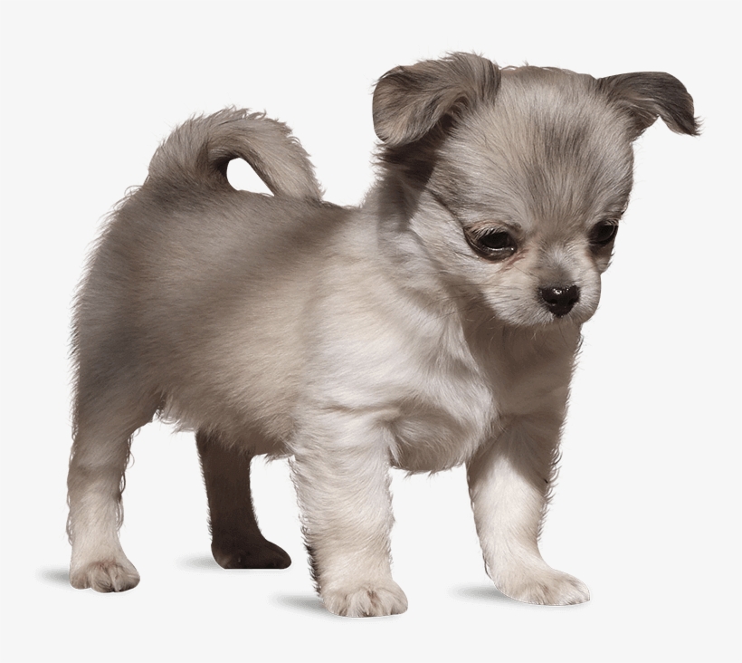 Para Animacion Platito - Ancient Dog Breeds, transparent png download