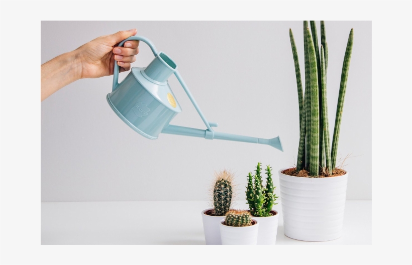 آبیاری کاکتوس, transparent png download