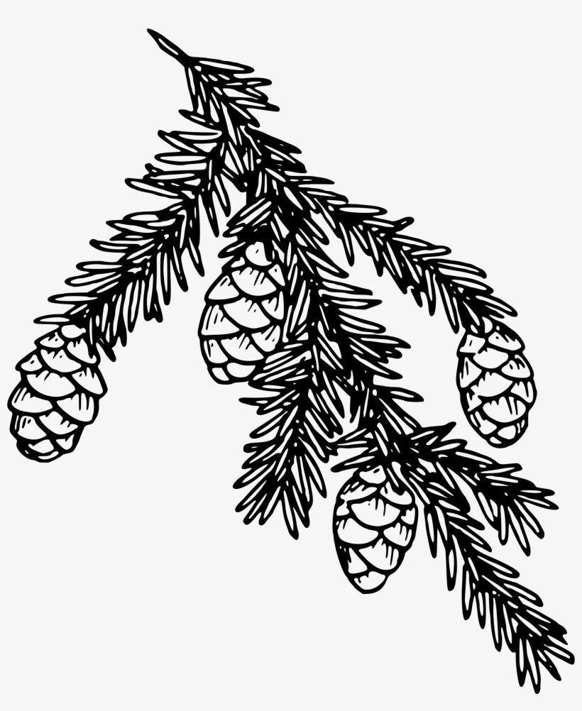 Big Image - Hemlock Clipart, transparent png download