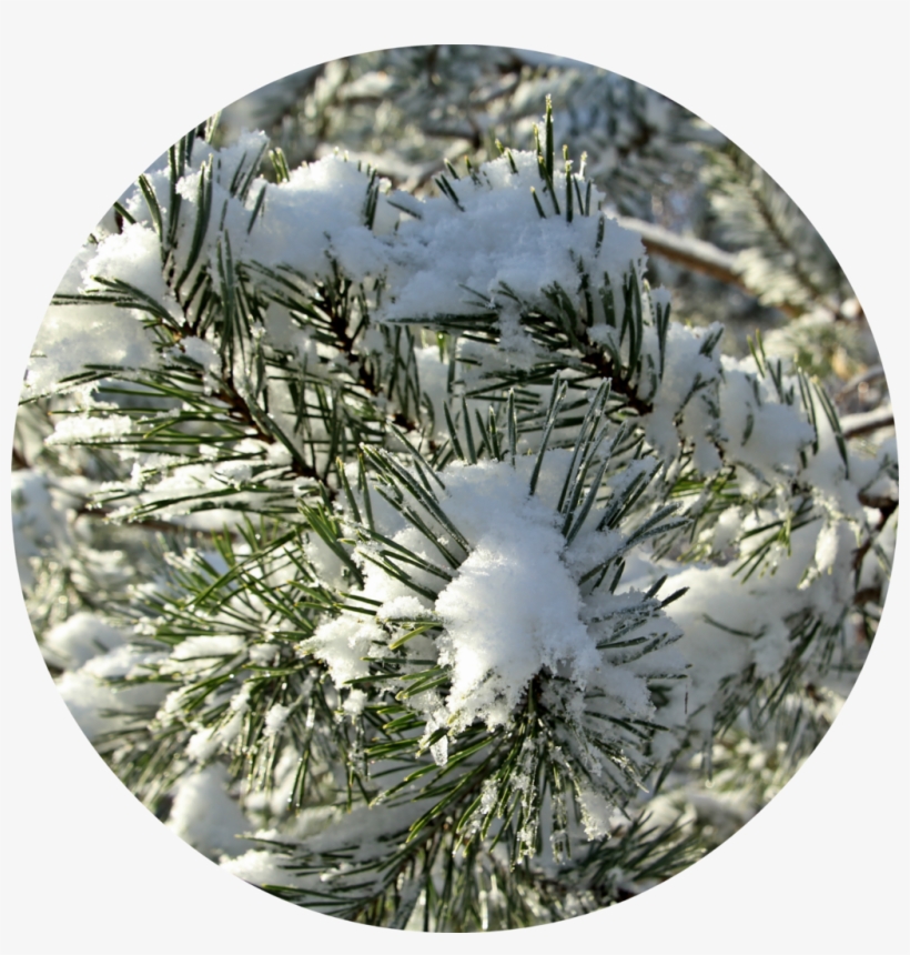 Snow, transparent png download